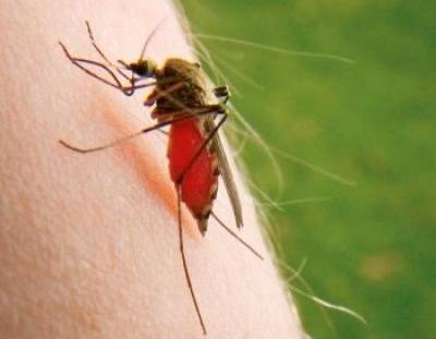 Има ли Малария в България