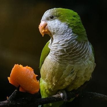 Храна за Папагал - среден 