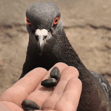 Храна за Гълъби