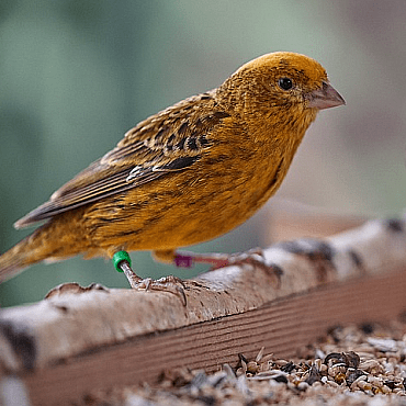 Храна за Канарчета