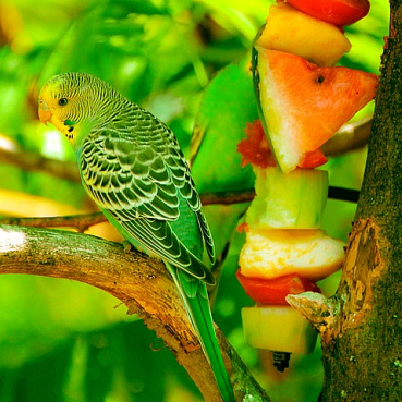 Храна за Вълнисти папагали