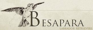 Развъдник за Лабрадор "Besapara"