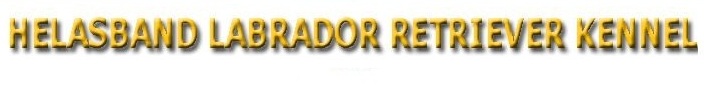 Развъдник за Лабрадор "Helasband"