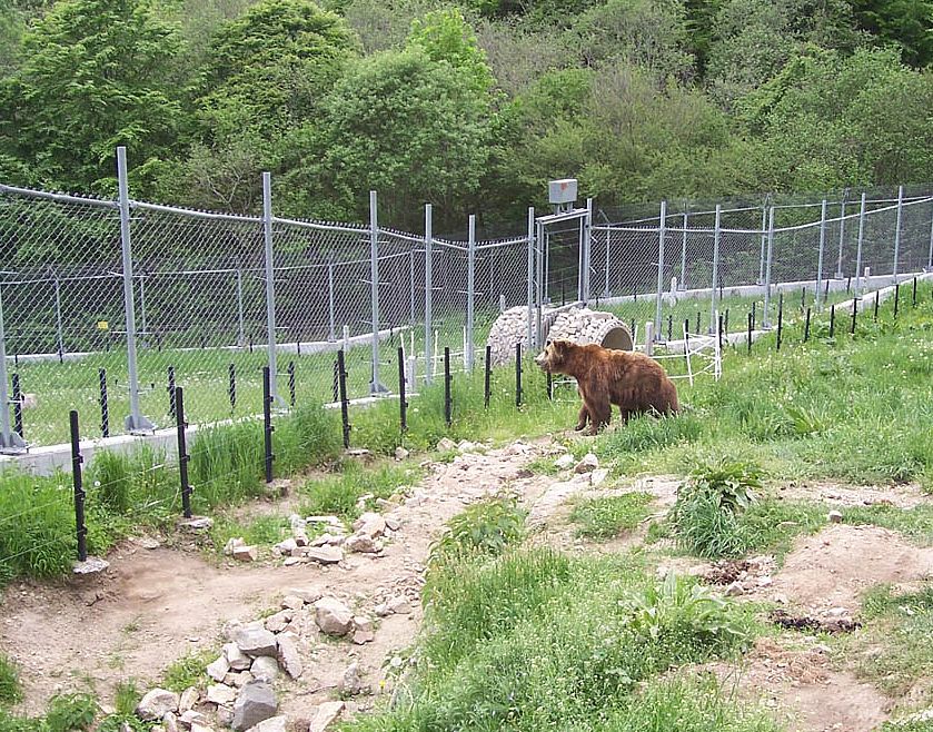 Парк за Танцуващи мечки - гр.Белица