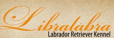Развъдник за Лабрадор "Libralabra"