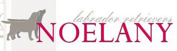 Развъдник за Лабрадор "Noelany"
