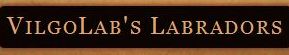 Развъдник за Лабрадор "VilgoLab's"
