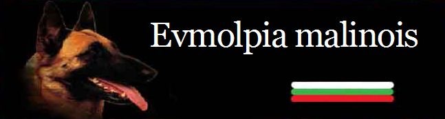 Развъдник за Малиноа "EVMOLPIA MALINOIS"