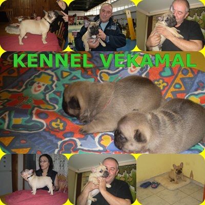 Развъдник за Френски булдог "VEKAMAL"