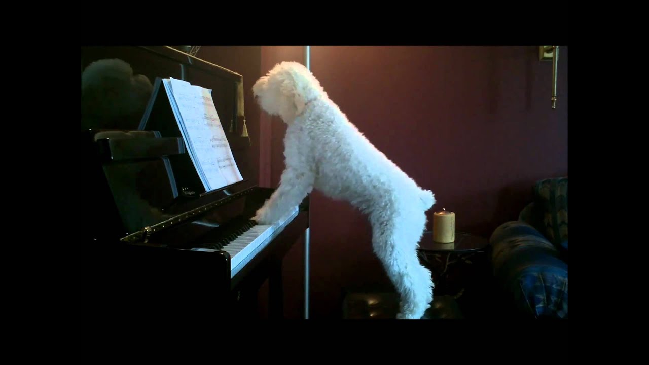 Куче - свири и пее на пиано