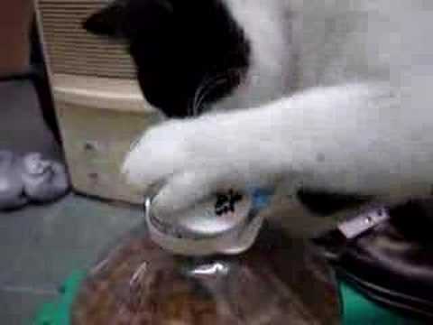 Котка си отваря шише сама