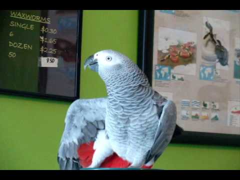 Папагал говори на английски