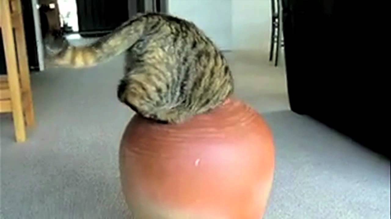 "Супер котки"