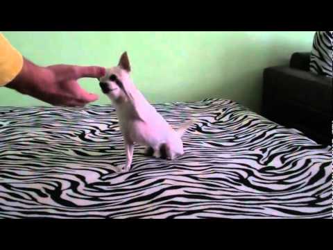 Кучето на Метин Енимехмедов