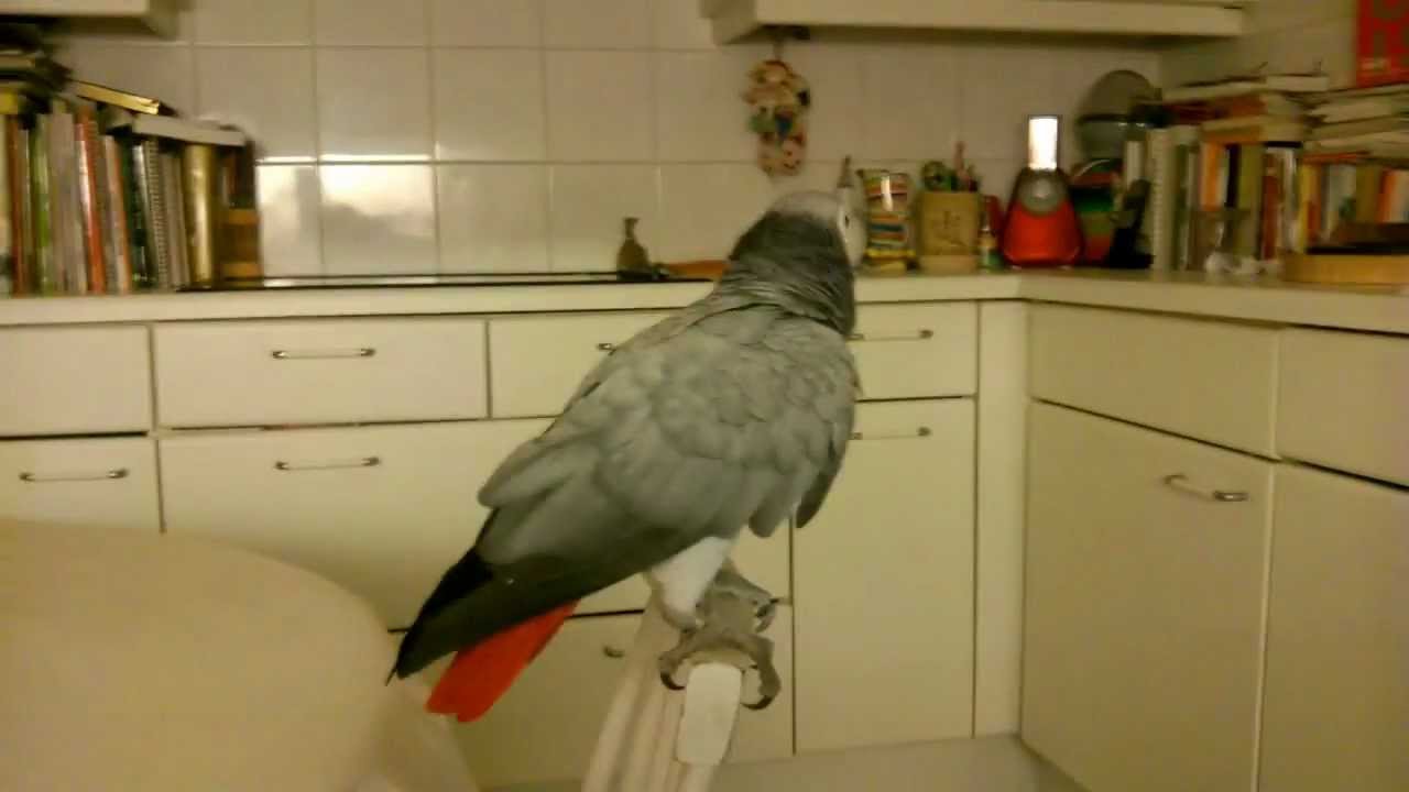 Истински фен на Gangnam style