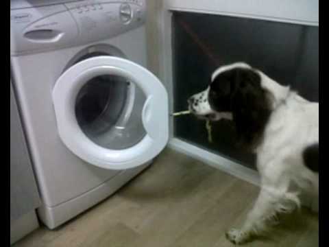 Куче - иконом