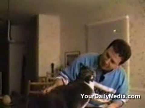 Говорещите котки 