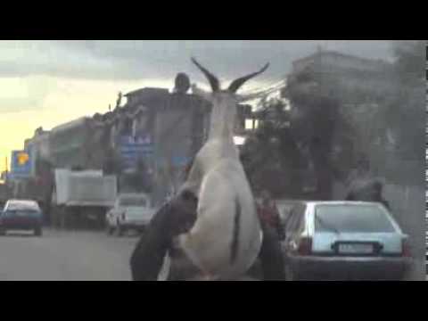 Коза се вози на велосипед