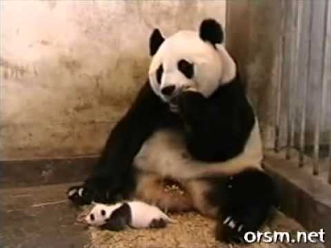 Вижте как киха пандата