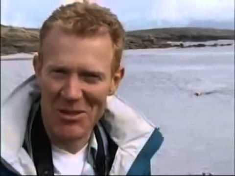 Лабрадор плува със своя най-добър приятел - делфин