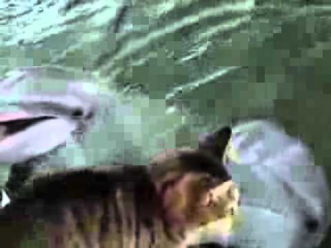 Котка и Делфин си играят заедно