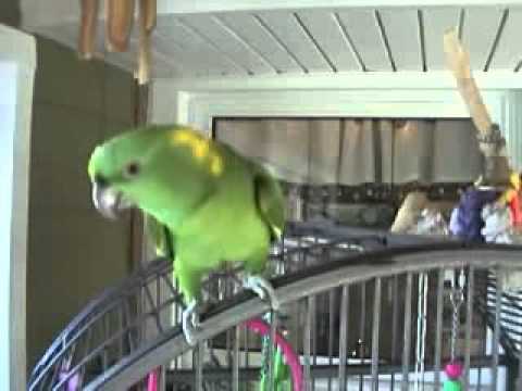 Папагал пее "Happy Birthday"