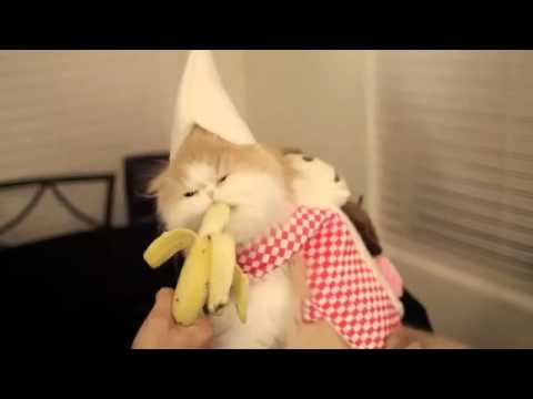Коте си хапва банан