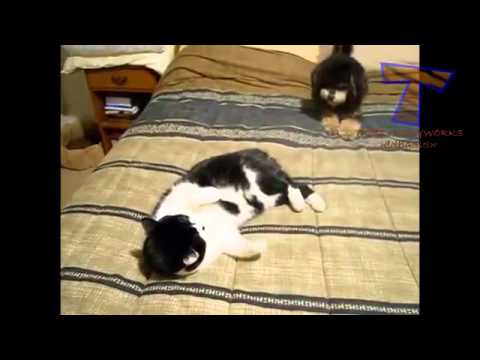 Кучета и котки - невероятно добра комбинация