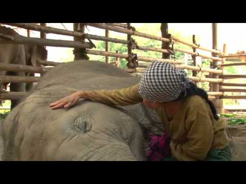 Слонче заспива, докато му пеят