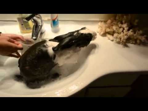 Няма такъв ке-е-еф