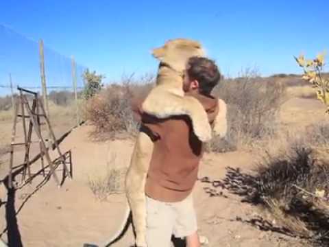 Изумително: лъвица прегръща човек, както малко дете своята майка