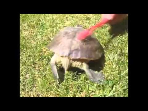 Танцът на една костенурка