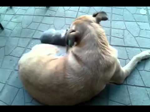 Най-чистото приятелство между куче и котка