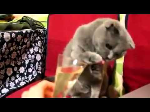 Кой каза, че котките не пият шампанско?