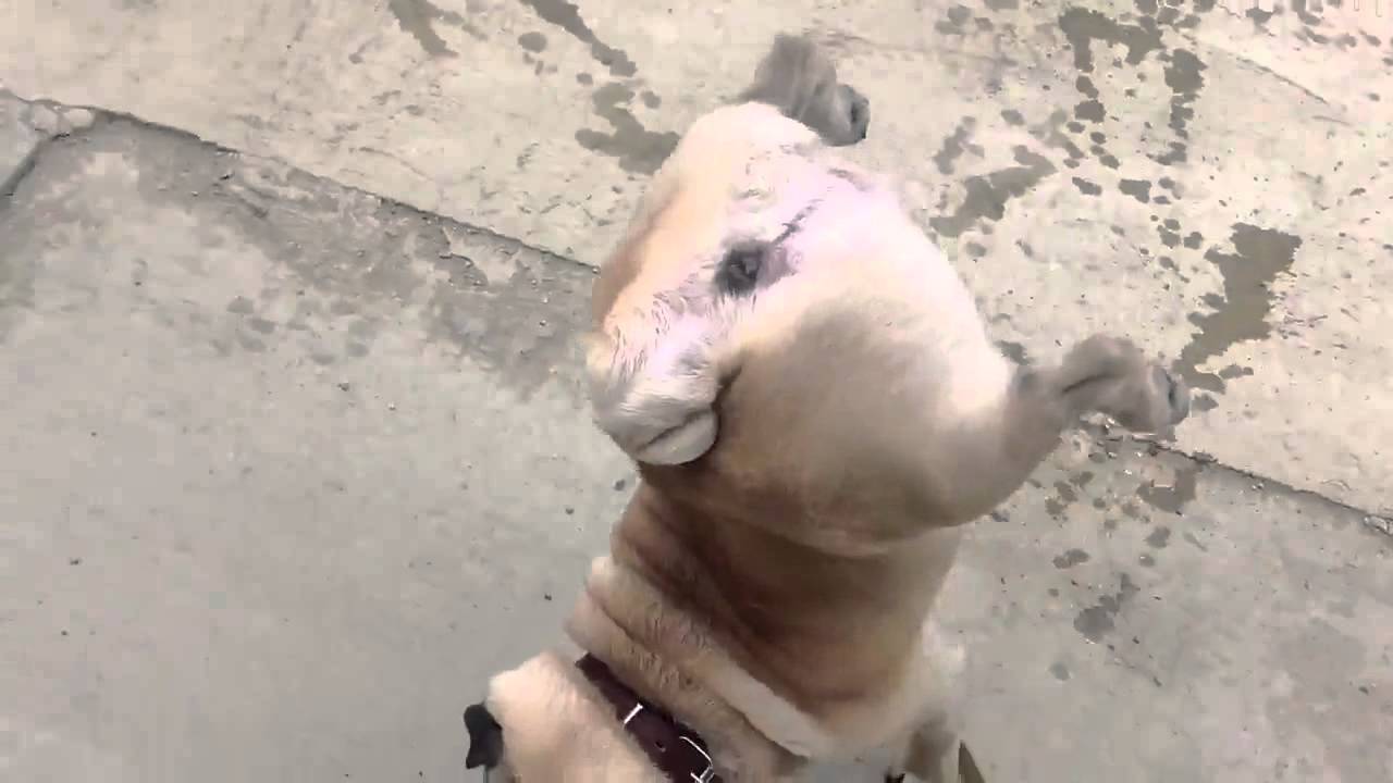 Мопс пишка само на два крайника