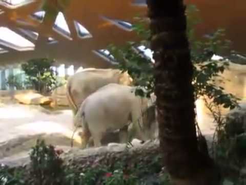 Семейство слонове спасяват по уникален начин своето слонче