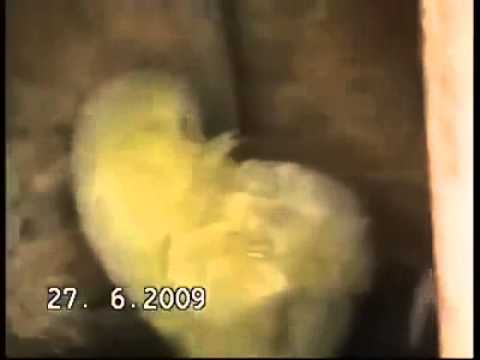 Куче приютява "под крилото си" беззащитно пиленце