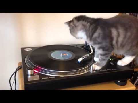 Най - големия фен на Боб Марли