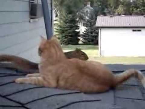 Катеричка идва сред хората, за да си поиграе с домашната им котка