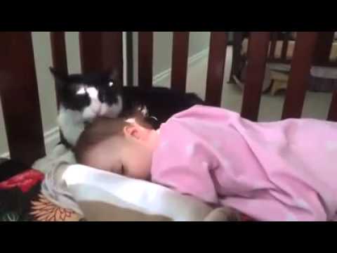 Котка се опитва да "изкъпе" бебе