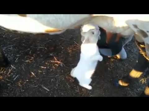 И както се казва: " Имаш крава - пиеш мляко"