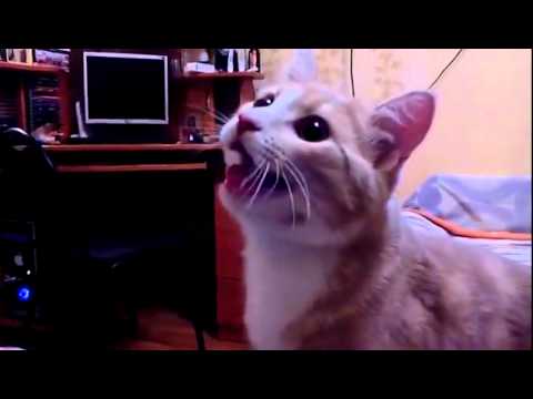 Коте, което се мисли и държи като истинско куче