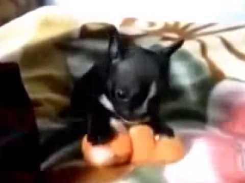 Малкия-голям "звяр"