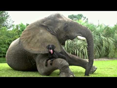 Няма да се изморите да гледате това видео - невероятна приятелска любов между различни животни