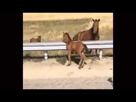 Мъж спасява малко конче от това да бъде блъснато от кола и го връща на майка му