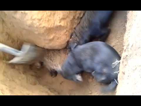 Безмилостен и жесток лов на язовци. Защо?