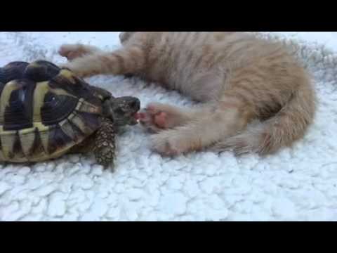 Костенурка си похапва сладко ... сладко