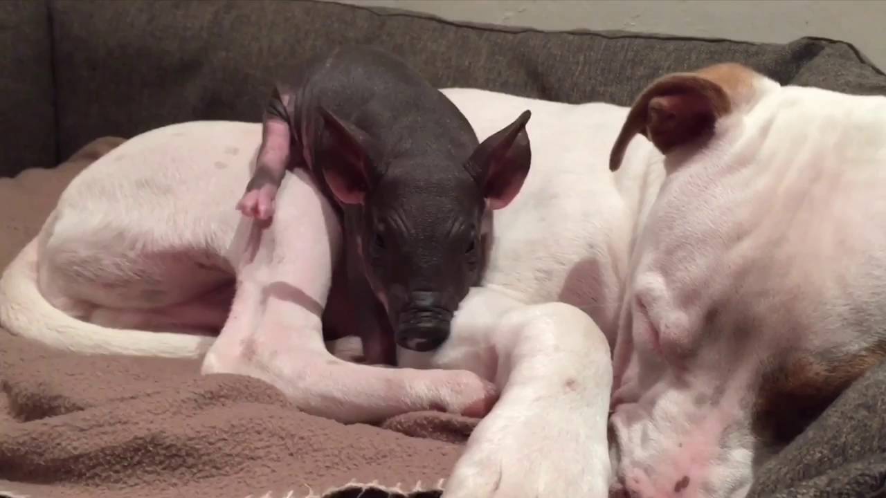 Прасенце се опитва да събуди дълбоко заспалия си приятел