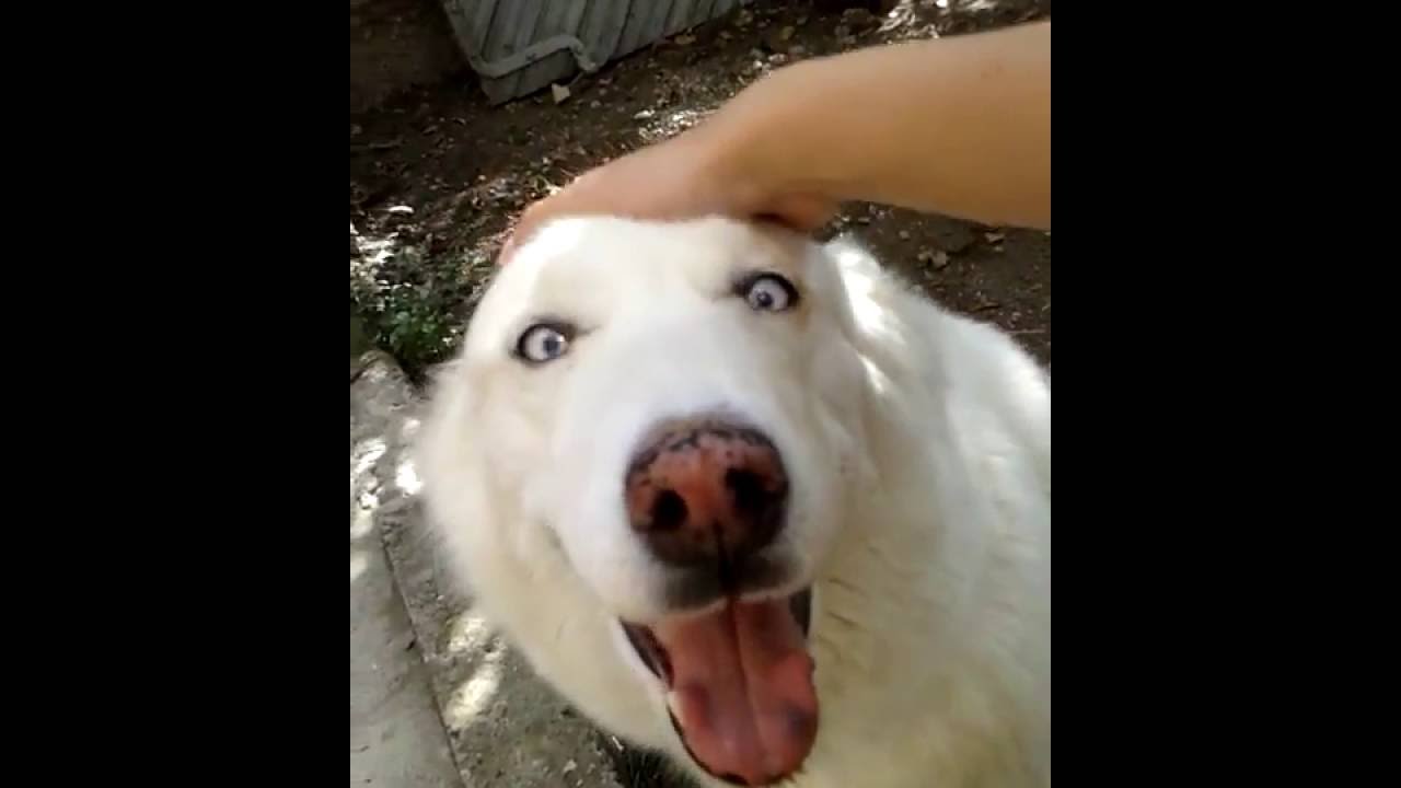 Уникално обичлива игра с Вълчицата на Любовта - Сара (хъски)