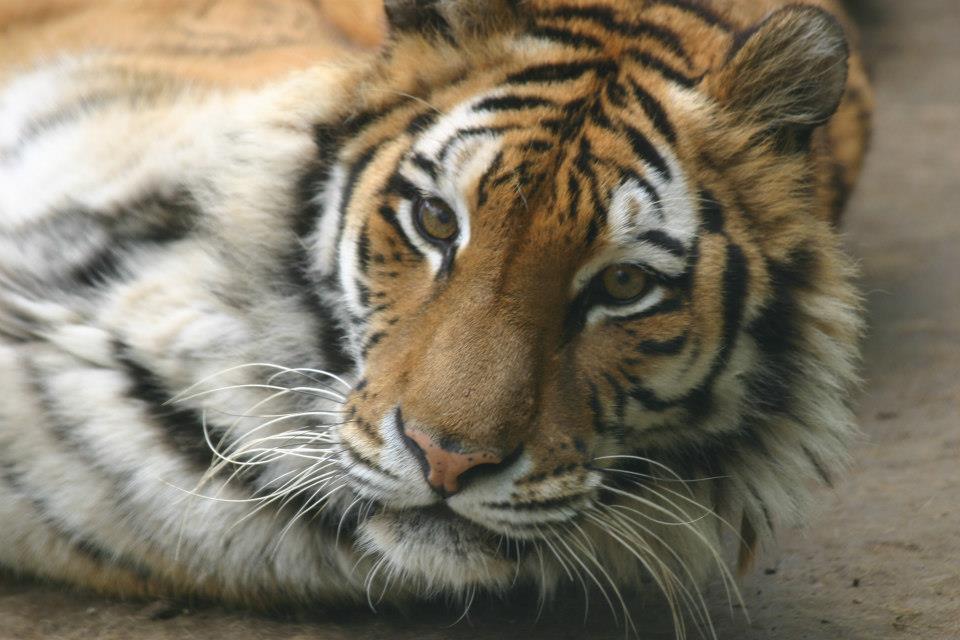 Зоопарк  - Ловеч